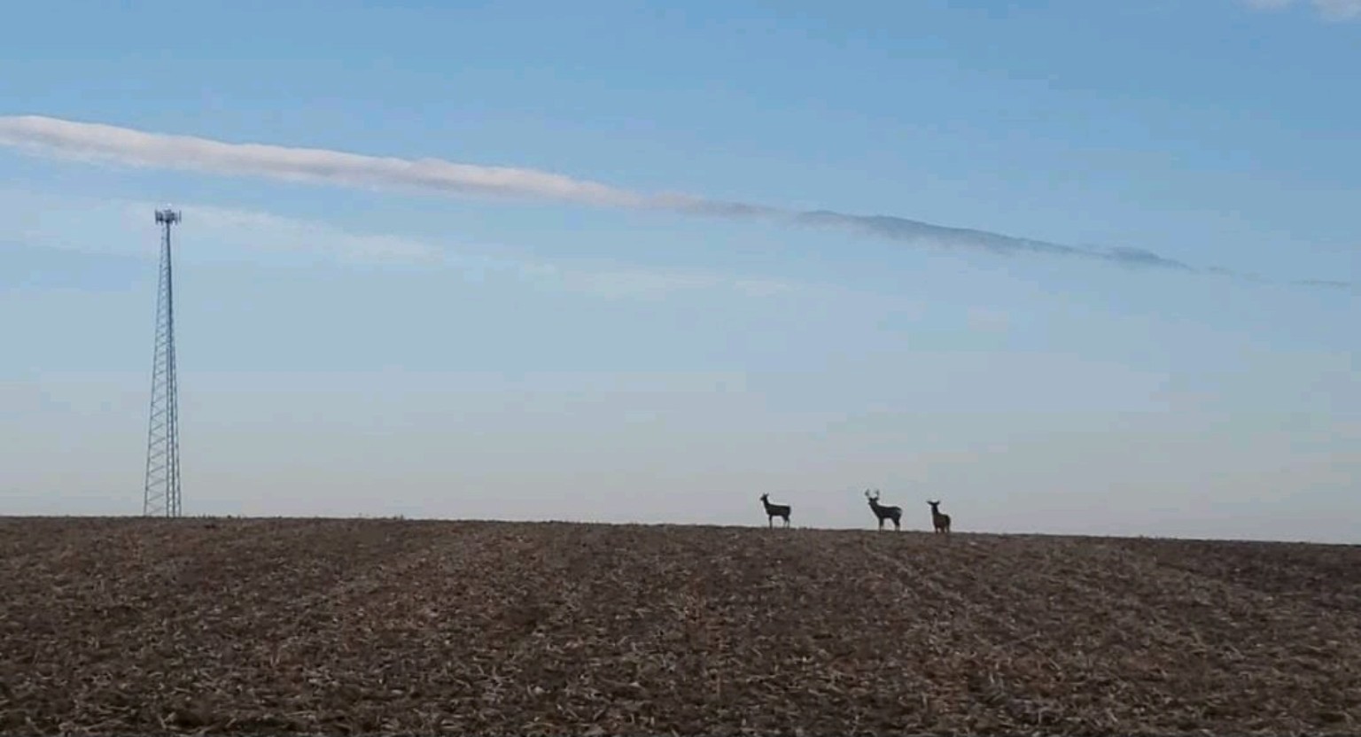 Communications tower and deer in a rural Midwest field